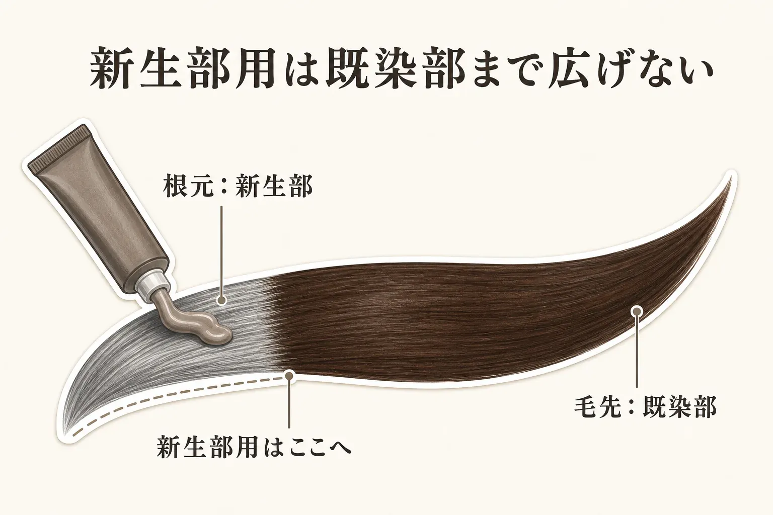 銀色の新生部がある根元と、暗い色素が残る既染部の毛先を1本の髪束で示し、新生部用のアッシュブラウンのカラー剤は根元だけに塗り、既染部まで広げない範囲を示す図。記事本文と商品説明をもとに作成。